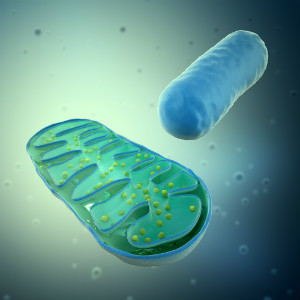 mitochondria_illustration